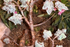 artscapelighting-copper-art-primative branch maple