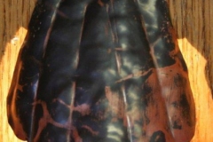 artscapelighting-copper-art-sea shell sconce