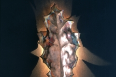 Copper Lighting Oak Leaf Sconce